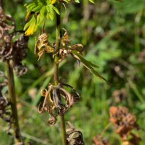  - Aconitum variegatum L. [1753]