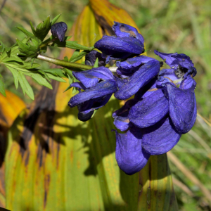  - Aconitum variegatum L. [1753]