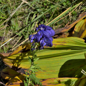  - Aconitum variegatum L. [1753]