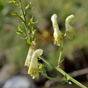 Photographie n°2519976 du taxon Aconitum lycoctonum subsp. vulparia (Rchb.) Ces. [1844]