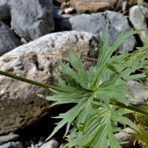 Photographie n°2519978 du taxon Aconitum lycoctonum subsp. vulparia (Rchb.) Ces. [1844]