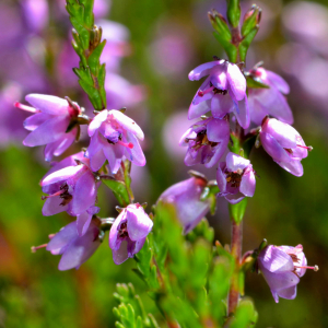 Photographie n°2519980 du taxon Calluna vulgaris (L.) Hull