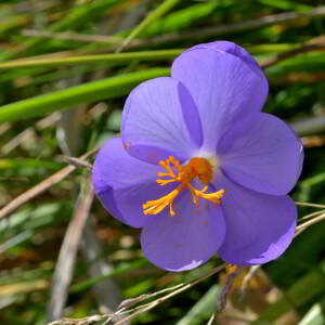 Photographie n°2520005 du taxon Crocus nudiflorus Sm. [1798]