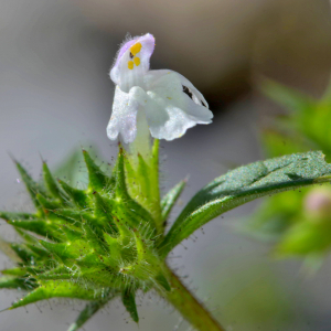 Photographie n°2520024 du taxon Galeopsis ladanum L. [1753]