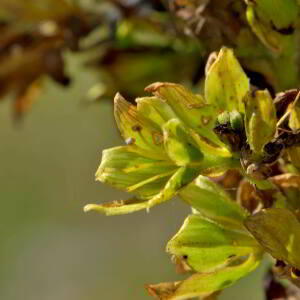 Photographie n°2520038 du taxon Veratrum album L. [1753]