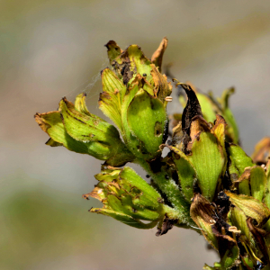 Photographie n°2520039 du taxon Veratrum album L. [1753]