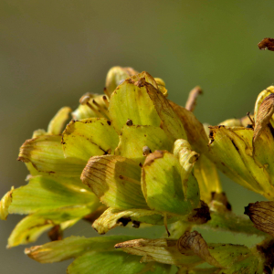 Photographie n°2520041 du taxon Veratrum album L. [1753]