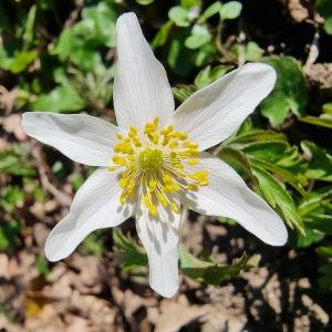 Photographie n°2520048 du taxon Anemone nemorosa L. [1753]