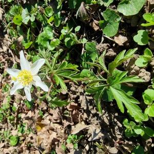 Photographie n°2520049 du taxon Anemone nemorosa L. [1753]