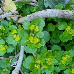 Photographie n°2520050 du taxon Chrysosplenium alternifolium L. [1753]