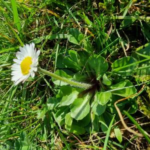 Photographie n°2520062 du taxon Bellis perennis L. [1753]