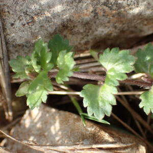 Photographie n°2520109 du taxon Veronica polita Fr.