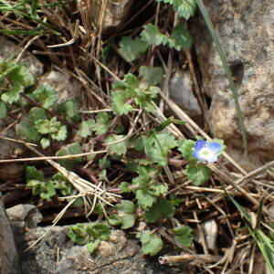 Photographie n°2520110 du taxon Veronica polita Fr.