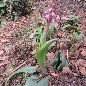 Photographie n°2520111 du taxon Himantoglossum robertianum (Loisel.) P.Delforge