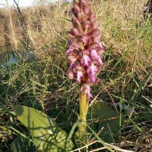 Photographie n°2520120 du taxon Himantoglossum robertianum (Loisel.) P.Delforge