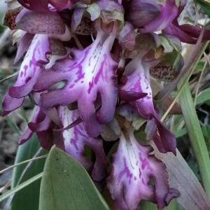 Photographie n°2520132 du taxon Himantoglossum robertianum (Loisel.) P.Delforge