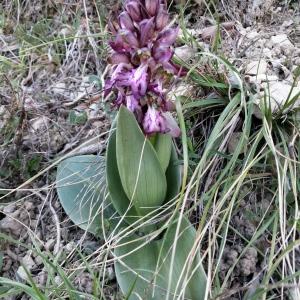 Photographie n°2520133 du taxon Himantoglossum robertianum (Loisel.) P.Delforge