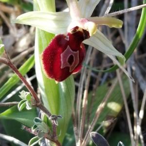 Photographie n°2520140 du taxon Ophrys exaltata Ten. [1819]