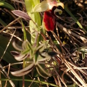 Photographie n°2520141 du taxon Ophrys exaltata Ten. [1819]