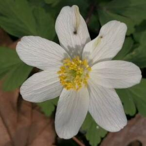 Photographie n°2520147 du taxon Anemone nemorosa L.