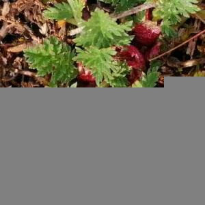 Photographie n°2520151 du taxon Erodium cicutarium (L.) L'Hér.