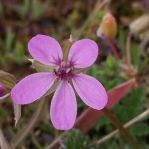 Photographie n°2520152 du taxon Erodium cicutarium (L.) L'Hér.