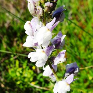 Photographie n°2520189 du taxon Linaria repens (L.) Mill. [1768]