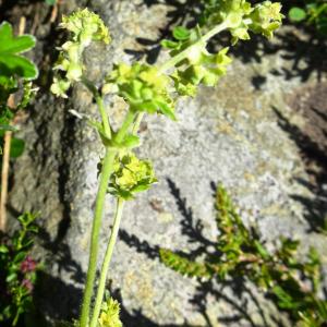 Photographie n°2520206 du taxon Alchemilla alpina L. [1753]