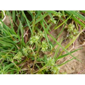 Scleranthus annuus var. fasciculatus Gillot & Coste (Gnavelle annuelle)