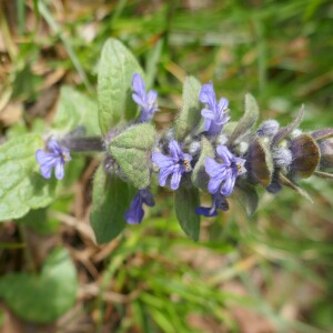 Photographie n°2520256 du taxon Ajuga reptans L. [1753]