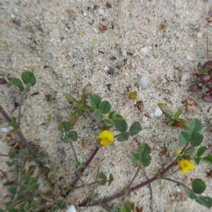 Photographie n°2520313 du taxon Medicago littoralis Rohde ex Loisel. [1810]