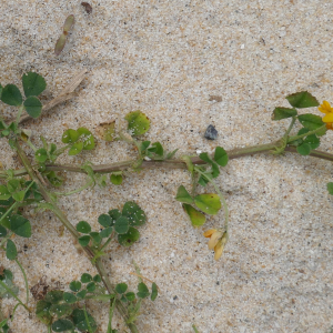 Photographie n°2520315 du taxon Medicago littoralis Rohde ex Loisel. [1810]