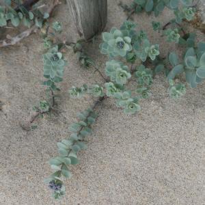 Photographie n°2520320 du taxon Linaria thymifolia DC. [1805]