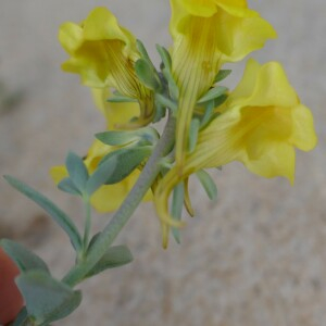 Photographie n°2520321 du taxon Linaria thymifolia DC. [1805]