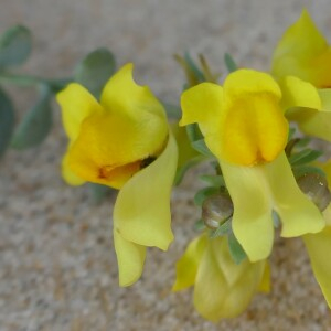 Photographie n°2520322 du taxon Linaria thymifolia DC. [1805]