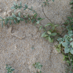 Photographie n°2520324 du taxon Linaria thymifolia DC. [1805]