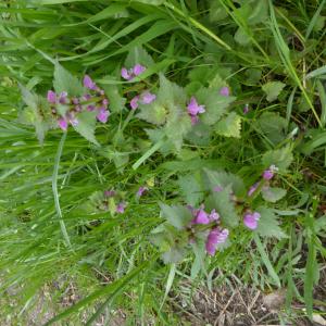 Photographie n°2520355 du taxon Lamium maculatum (L.) L. [1763]