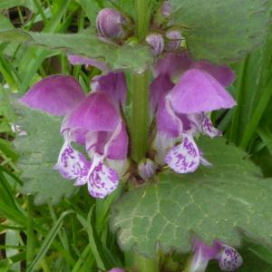 Photographie n°2520356 du taxon Lamium maculatum (L.) L. [1763]