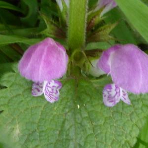 Photographie n°2520357 du taxon Lamium maculatum (L.) L. [1763]