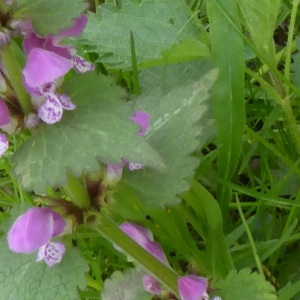 Photographie n°2520358 du taxon Lamium maculatum (L.) L. [1763]