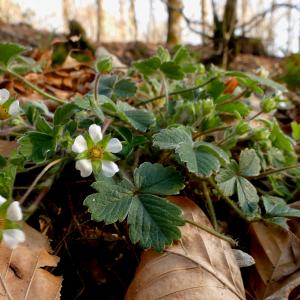 Photographie n°2520408 du taxon Potentilla sterilis (L.) Garcke