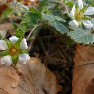 Photographie n°2520409 du taxon Potentilla sterilis (L.) Garcke