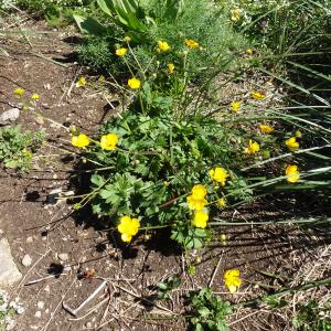 Photographie n°2520448 du taxon Ranunculus repens L. [1753]