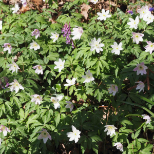 Photographie n°2520472 du taxon Anemone nemorosa L. [1753]