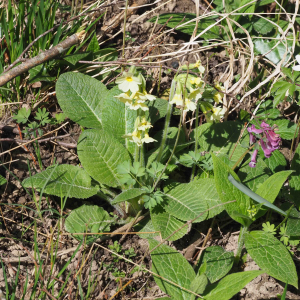 Photographie n°2520478 du taxon Primula elatior (L.) Hill [1765]