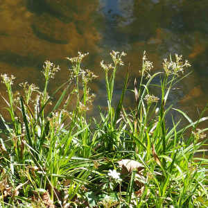  - Luzula sylvatica subsp. sylvatica