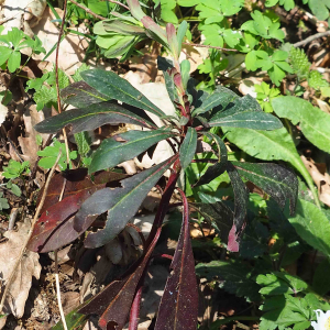 Photographie n°2520486 du taxon Euphorbia amygdaloides L.