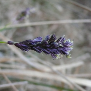 Photographie n°2520501 du taxon Sesleria caerulea subsp. caerulea