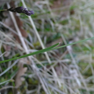 Photographie n°2520502 du taxon Sesleria caerulea subsp. caerulea