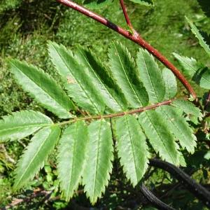 Photographie n°2520521 du taxon Sorbus aucuparia L. [1753]